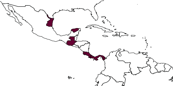 map of Labena schausi     Cushman, 1922